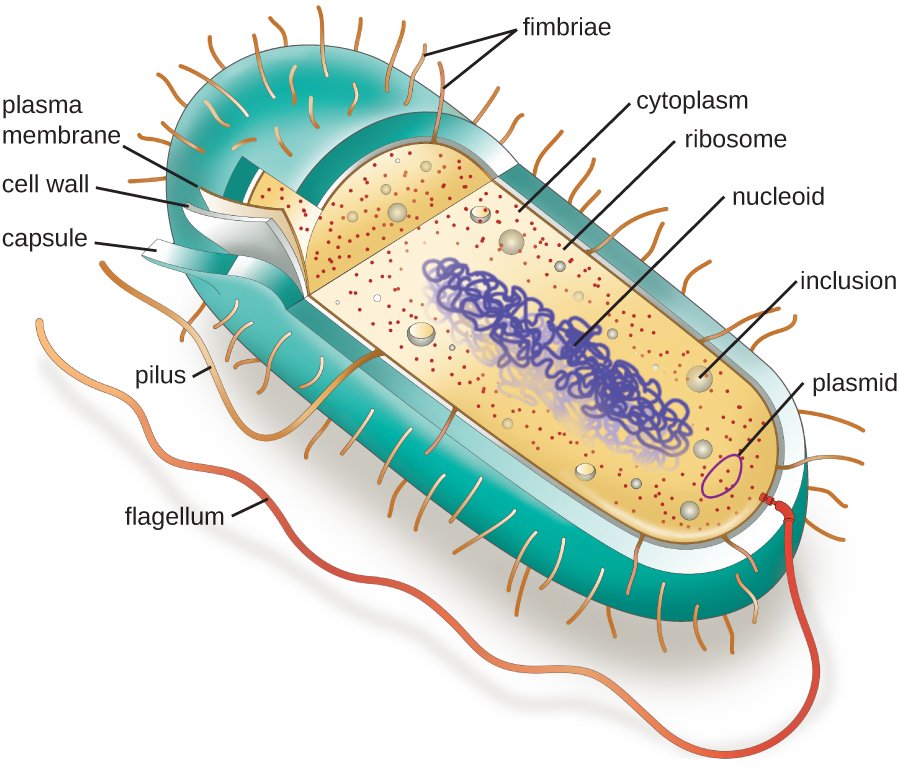 Prokaryotic Cell