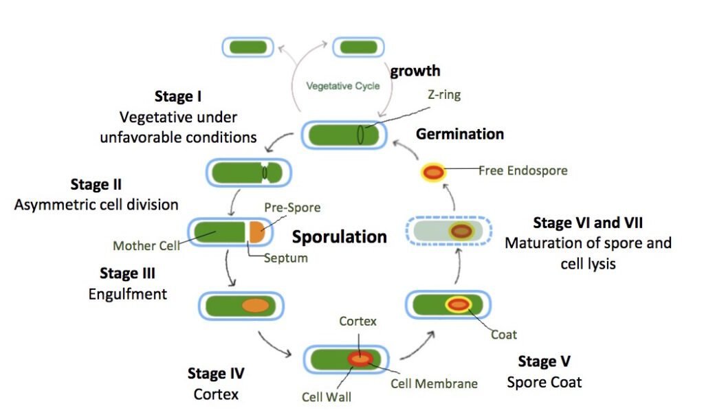 Spore Formation in Bacteria