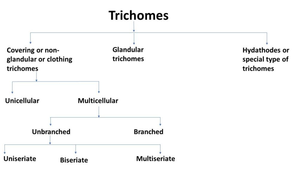 Types of Trichomes