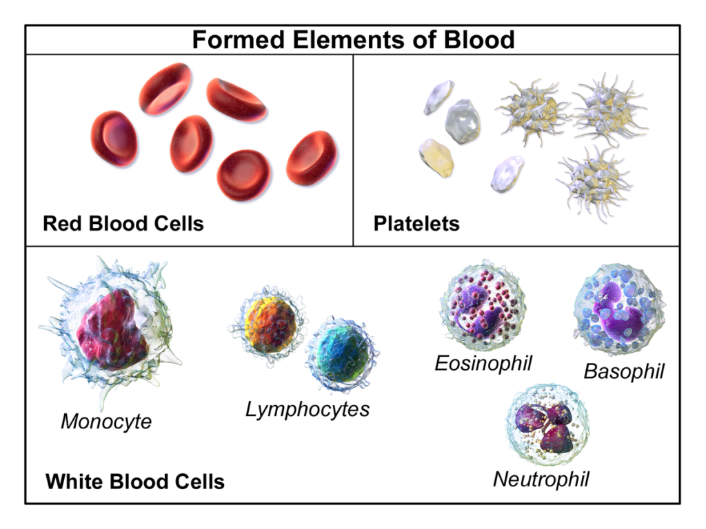 blood