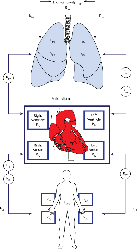cardiovascular system