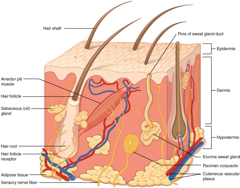 Integumentary System