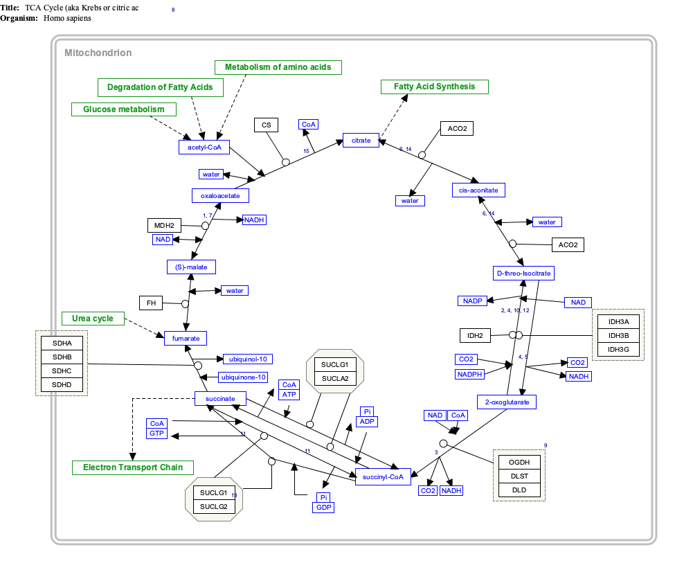Krebs cycle