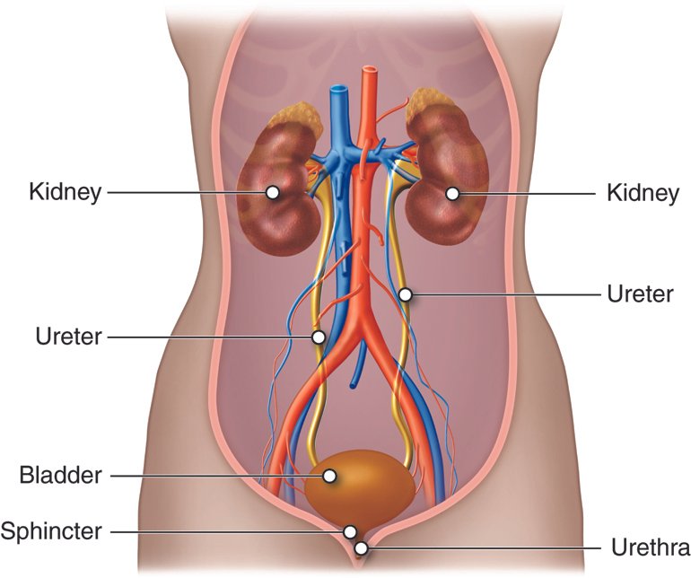Urinary System