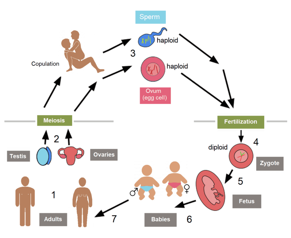 Reproductive System PHARMACAREERS