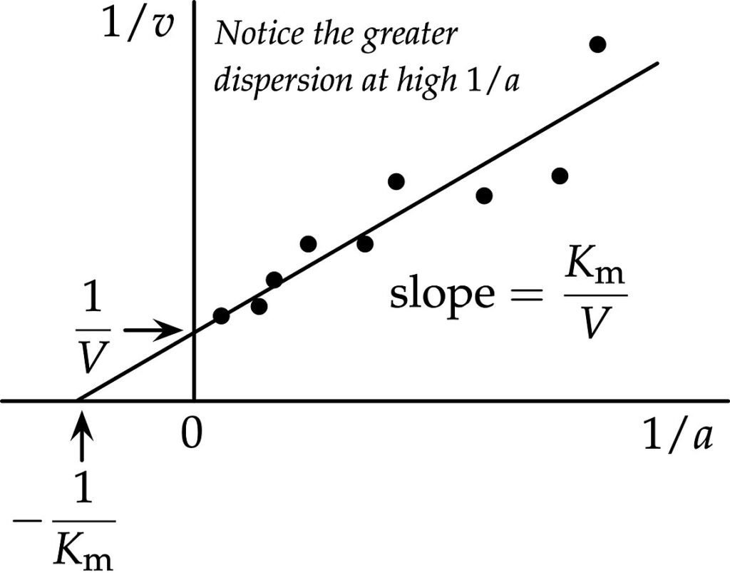 Lineweaver-Burk Plot (Double Reciprocal Plot)