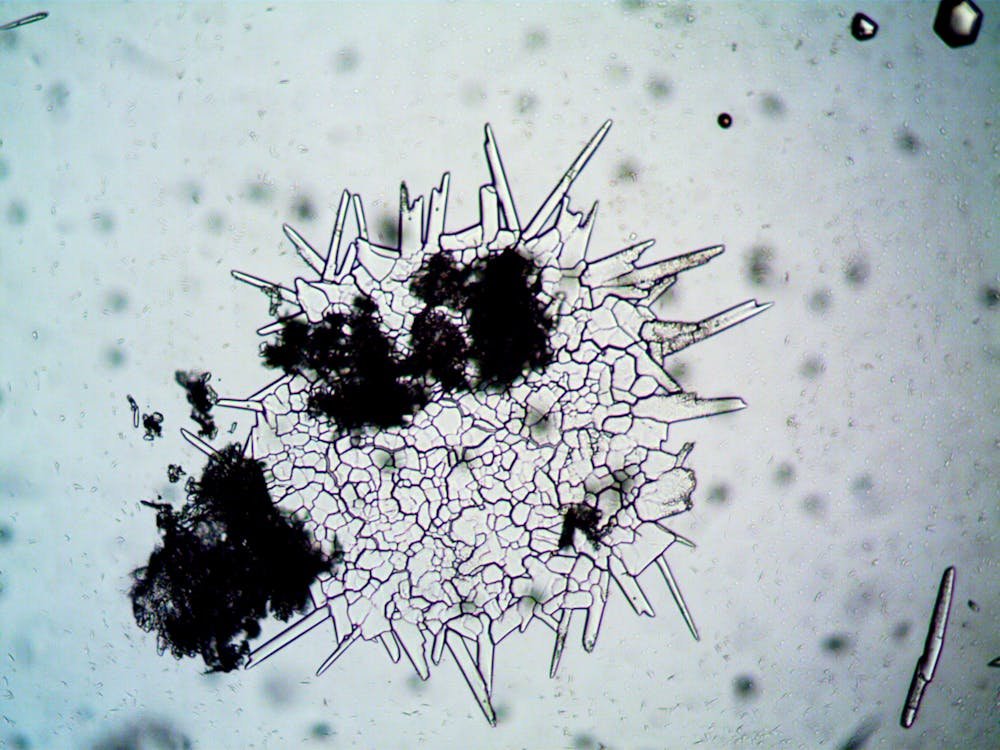 fungi under microscope