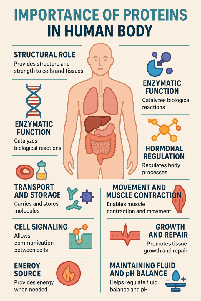 Importance of Proteins in Human Body